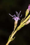 Smallhead blazing star